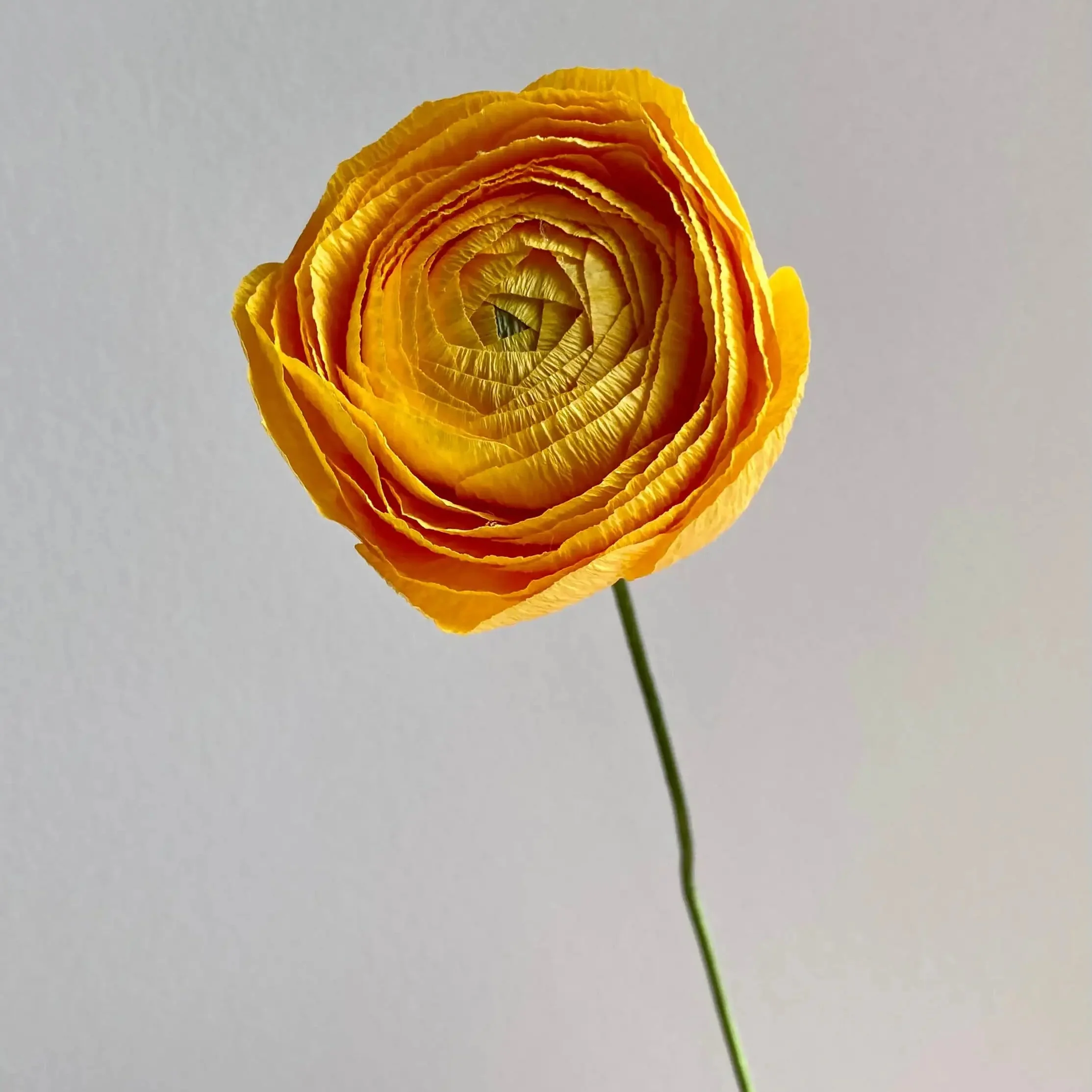 Unwilted Paper Flowers - Image 11